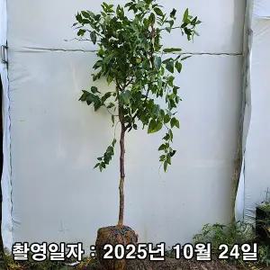 [나무생각]착한가격 나무생각 / 대추나무 / 대왕대추(다왕조오) / 3년생 / 결실주