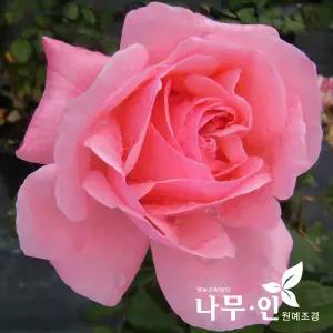[나무인] 퀸엘리자베스 고급사계정원장미
