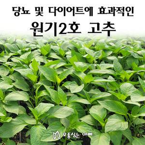 [모종심는아빠] 고추잎을 먹는 당뇨개선 고추 원기2호 모종(컵포트)