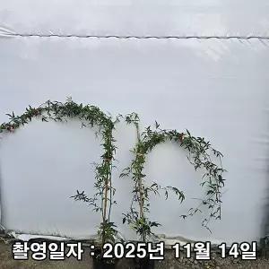 [나무생각]착한가격 나무생각 / 목향장미 / 루테아 / 1m(전후) / 개화주