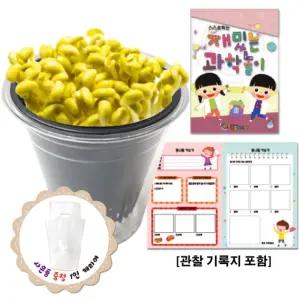 (관찰기록지 포함) 콩나물 키우기/재배기/단체/선물/초등/교구/식물/과학/실험/재배/놀이/키트/세트/체험
