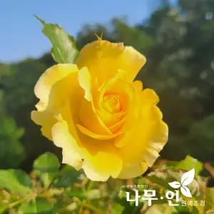 [나무인] 에버골드 고급사계줄장미 유럽덩굴장미