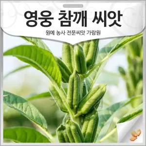 영웅 참깨 씨앗 참깨씨 종자 코팅 깨씨 3000알