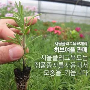 [허브여울모종] 프렌치라벤다 (노지월동 라벤더모기퇴치) 모종 (서울육묘제작 허브여울판매)
