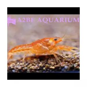 [에이투비]미니 오렌지 가재 / Mexican Dwarf Orange Crawfish / 2cm전후 / 1마리