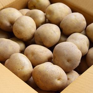 강원도 고랭지 햇 포슬포슬 햇 감자 10KG 대과