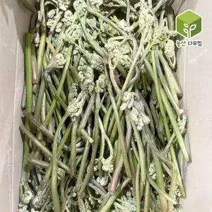 국내산 햇고사리 생고사리 4kg