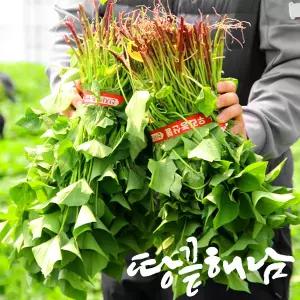해남 무균모 꿀고구마모종 20kg / 천연비료 고구마모종