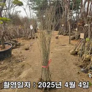 쥐똥나무 / 1~1.2m / 10주
