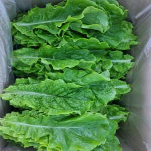 [쌈바쌈바] 산지 청상추 1,2,4kg[국산:경남고성군]