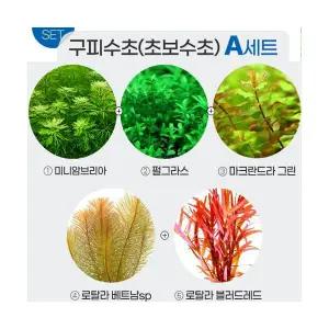 초보 구피수초 5종 A세트 (총80촉) 세트수초