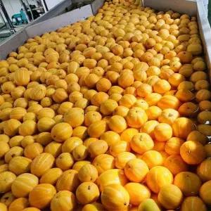 국내산 가정용 성주 참외 소과 2kg 12과 내외
