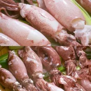 통째먹는 총알한치 100마리 오징어 통찜 내장 한치무침