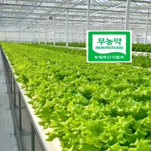 퍼핑빌리지 유러피안샐러드 1kg (5-6종)