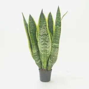 산세베리아 중 실내공기정화식물 집들이선물 산세베리아꽃 산세베리아키우기 공기청정식물