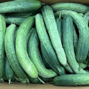 하나의팜 백다다기 오이 상 10kg
