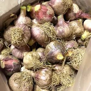 국산 고흥 햇마늘 통마늘 중대 2kg 3kg