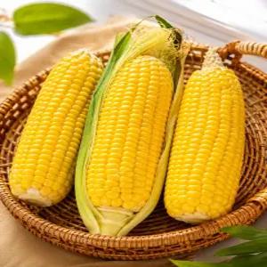 꿍이네 고당도 초당옥수수 당일수확 아삭한 생식옥수수