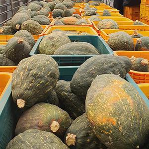갓 수확한 청정 제주 만차랑 호박 7Kg 내외 1박스