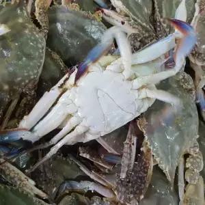 국내산 생물 숫꽃게 1kg 3-5마리