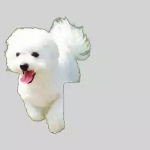 애견 리드줄 5m 블루도트 애견리드줄 애견목줄 개줄