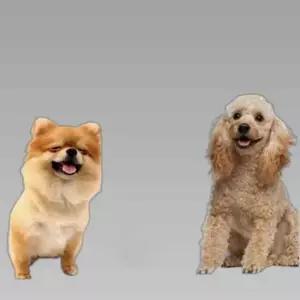 강아지 습식사료 전연령 영양밥상 치킨 10개
