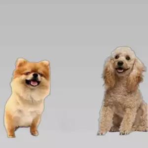 강아지 습식사료 전연령 영양밥상 치킨 오리 5개 5개