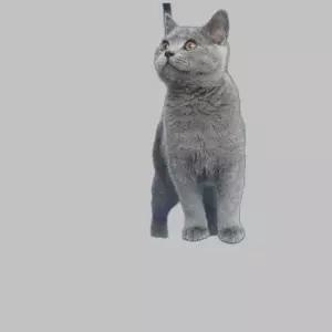 세련된 고양이 도넛 형태 반려묘 쉼터 편안한