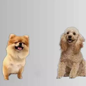 강아지 습식사료 전연령 영양밥상 오리 10개