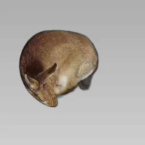 고양이 원형 도넛 형태 반려묘 아늑한 은신처