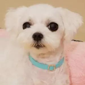 강아지 큐빅 방울 목걸이 색상랜덤 1P 길이 악세서리