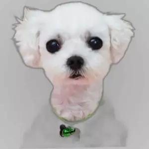 강아지 오색줄 방울 인식표 팬던트 이름 색상랜덤 1P