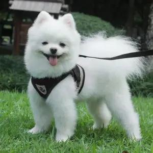 반사 띠 하네스 강아지 목줄 가슴줄