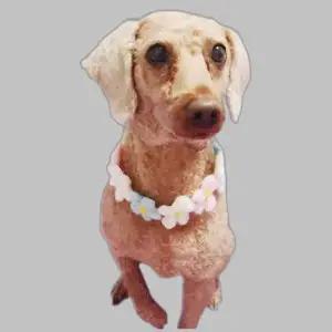 강아지 고양이 반려동물 목걸이 용품 꽃 L