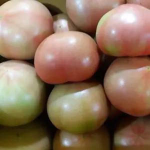 토마토10kg