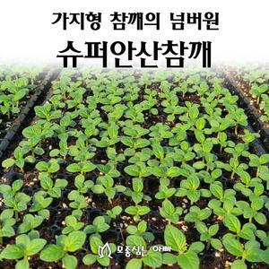 [모종심는아빠] 가지형 참깨중의 넘버원 슈퍼안산참깨 200구(트레이한판190개 보장)