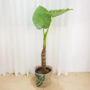 갑조네 알로카시아(특대품) 개별배 송