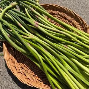 [철따라농산물]국내산 햇 마늘쫑 마늘종 1kg