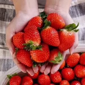 [다농이네][안종균님 생산] 달콤한 산청 설향 딸기 1kg 중(60과미만)