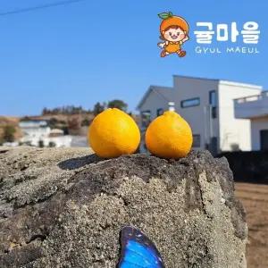 귤마을 노지 한라봉 9kg 소과