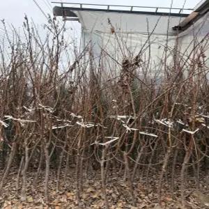 (경기농원)살구나무묘목 초하 3년생 결실주