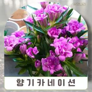 향기카네이션-미니종 혼합 씨앗 10립 야생화 꽃씨 희귀