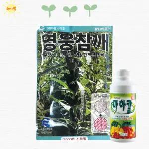 영웅 참깨 20000립 대용량 참깨 씨 씨앗 종자