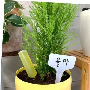 T형 식물이름표 20개 한세트 10x6cm 흰색 카라스토어