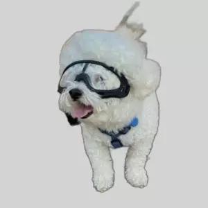 강아지 고글 선글라스 투명