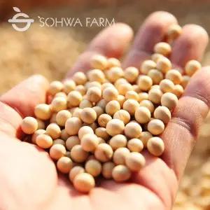 [소화농장] 2025년 햇 백태 1kg 메주콩