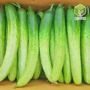 백다다기오이(특) 10kg