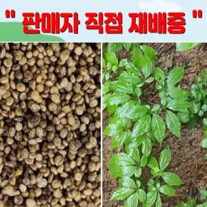 개갑씨앗 400g 장뇌삼 씨앗 100g당 1,900립 산양삼 묘삼 삼키우기 산양삼 인삼 장뇌삼씨 베란다 텃밭 재배 / 정직한사람들