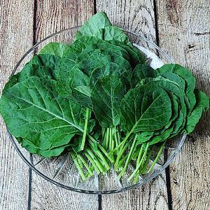 경기도 광주 산지발송 유기농 쌈케일 1kg