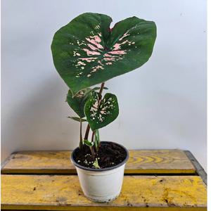 핑크 스프래쉬 칼라디움 (새로입고) 높이 20~30cm